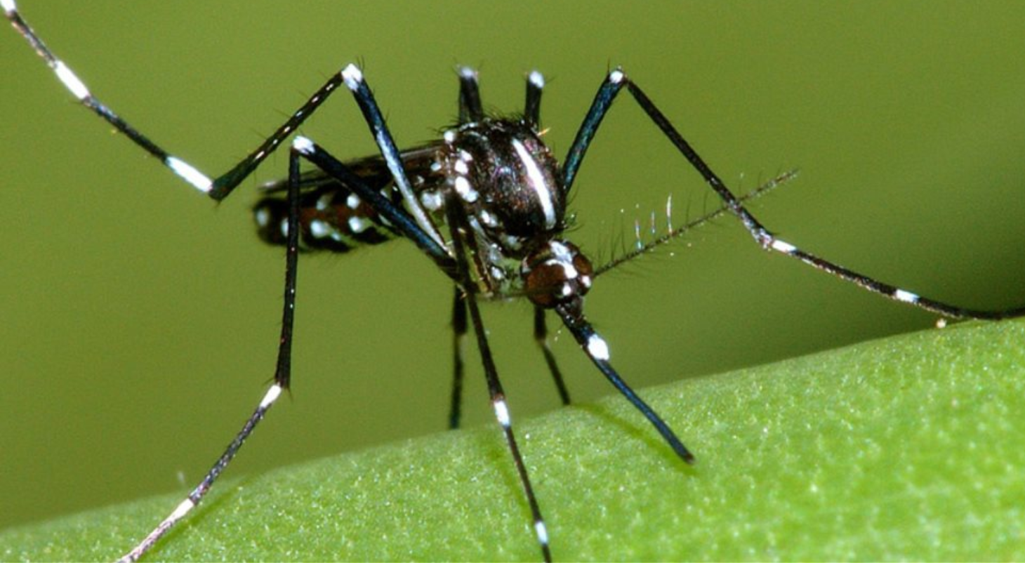 Σήμα κινδύνου στην Ευρώπη για τα μολυσματικά κουνούπια, το ένα είδος στην Κύπρο