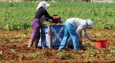 patates-cyprus-liopetrijpgjpg