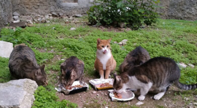 popaganda-maria-cats-4-768×597-1