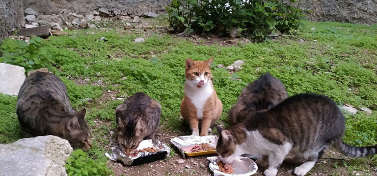 popaganda-maria-cats-4-768×597-1