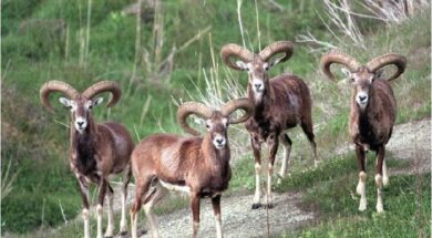 2312_agrino_troodos