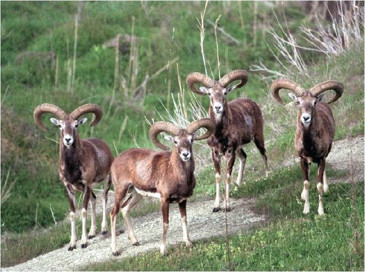 Θα παγίδευε αγρινά με συρματοθηλιά: «Χρυσάφι» η μαύρη αγορά – €100 το κιλό