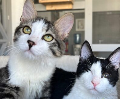 copscats_1699037603_3228083847319866004_7216228397