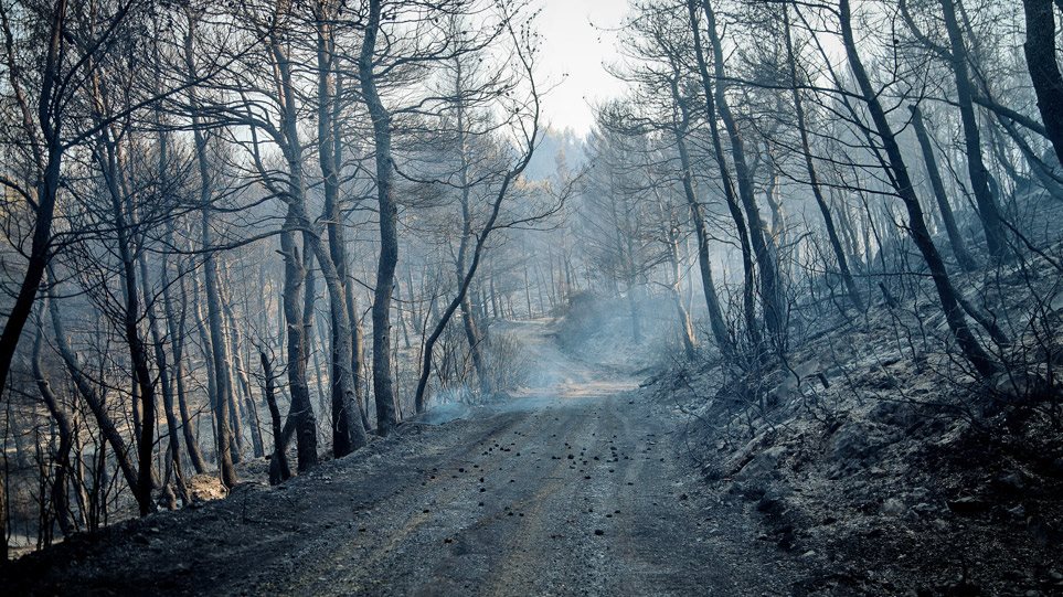 Πως αναγεννιούνται τα καμένα δάση και πόσα χρόνια χρειάζονται