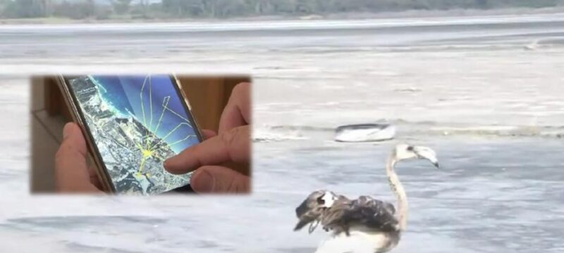 flamingo (1)