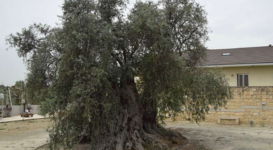 ΜΟΥΣΕΙΟ ΕΛΙΑΣ