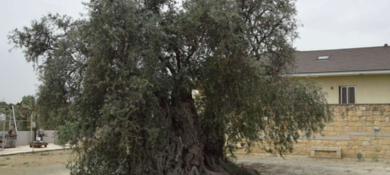 ΜΟΥΣΕΙΟ ΕΛΙΑΣ