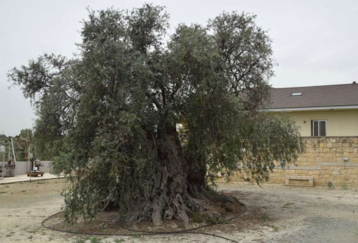 Μια μαγευτική νύχτα κάτω από τον έναστρο ουρανό, στο Μουσείο Αιωνόβιας Ελιάς στις Αγγλισίδες