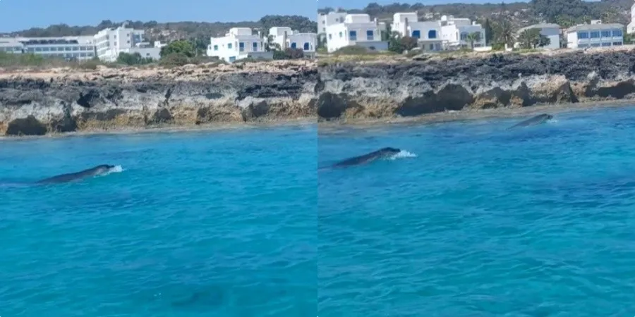 Βγήκε βαρκάδα και συνάντησε φώκιες στον Πρωταρά (ΒΙΝΤΕΟ)