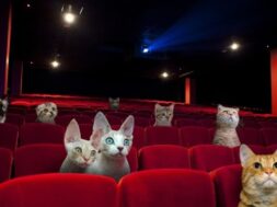 20150414054316-cat-cinema_good