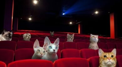 20150414054316-cat-cinema_good