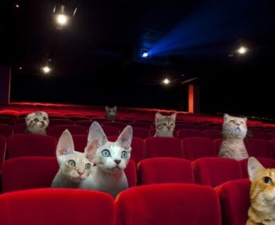 20150414054316-cat-cinema_good
