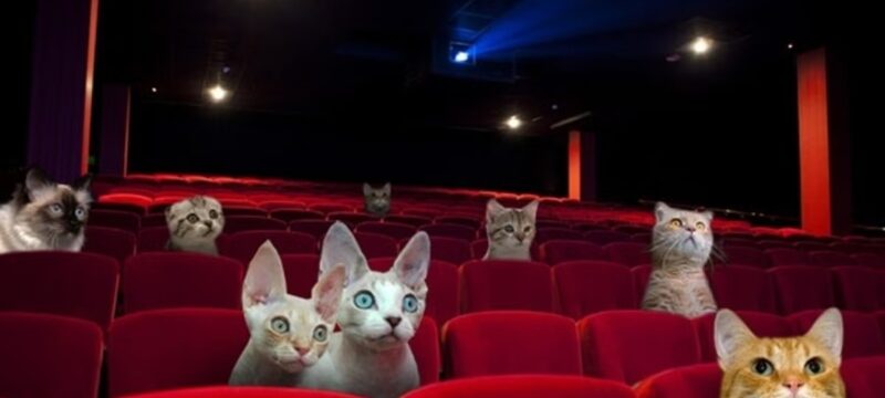 20150414054316-cat-cinema_good