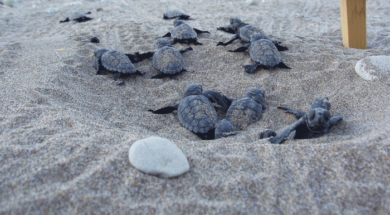 caretta-loggerhead-ea-turtle2