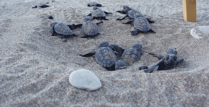 caretta-loggerhead-ea-turtle2