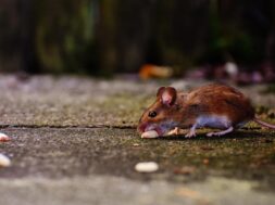 mouse-1708183_960_720