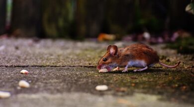 mouse-1708183_960_720