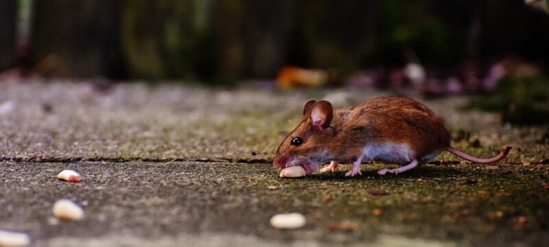 mouse-1708183_960_720