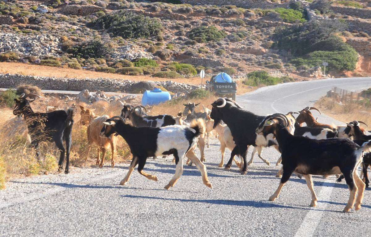 Μετωπική σύγκρουση οδηγού με κοπάδι από αίγες