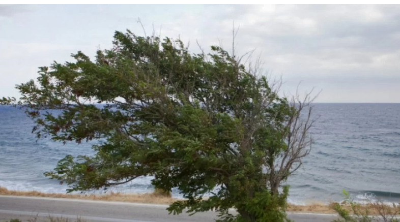 Φθινοπωρινό σκηνικό με πολύ ισχυρούς ανέμους στο «μενού» του καιρού