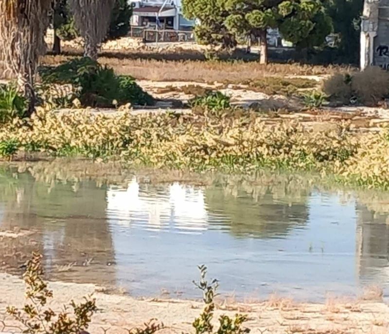 Η «λίμνη» της Διανέλλειου και τα σμήνη κουνουπιών που ταλαιπωρούν τους περιοίκους