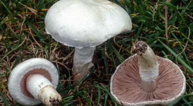 Agaricus campestris «Πουρούδι»