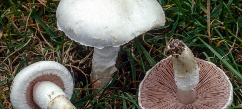 Agaricus campestris «Πουρούδι»