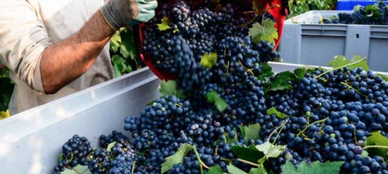 biologiko-stafili-1024×683