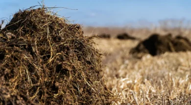 manure-farm
