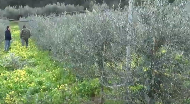 ελαιοδεντρα