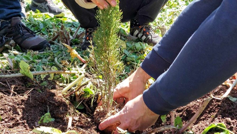 Χίλια δεντρα θα φυτευτούν στους Τρούλλους