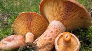b_manitaria_kokkina