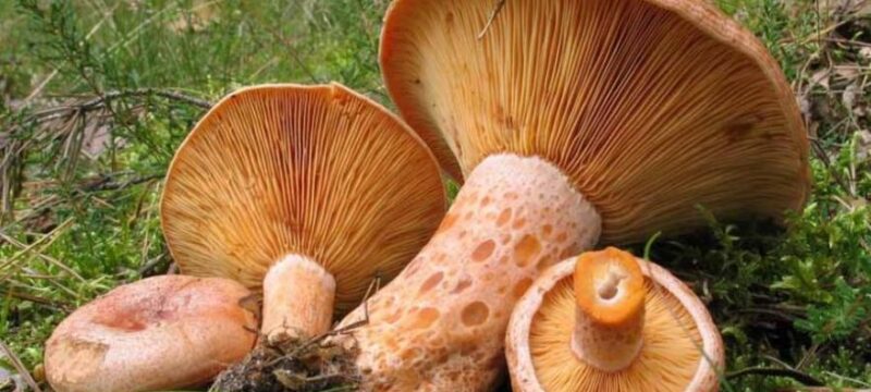 b_manitaria_kokkina