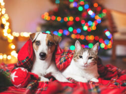 Cat and dog under a christmas tree. Pets under plaid