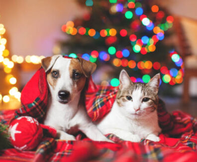 Cat and dog under a christmas tree. Pets under plaid