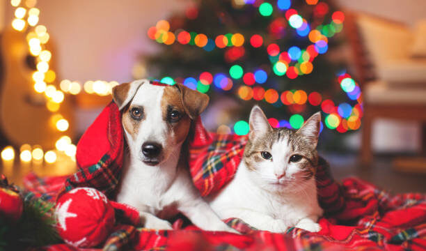 Cat and dog under a christmas tree. Pets under plaid