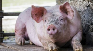 pig