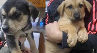 puppies-thumb