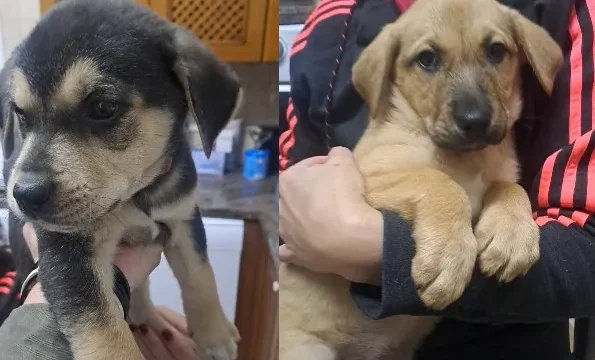puppies-thumb