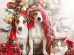 the-ultimutt-guide-to-pet-safe-christmas-decorations