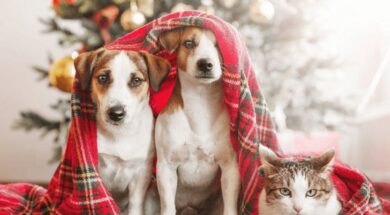 the-ultimutt-guide-to-pet-safe-christmas-decorations