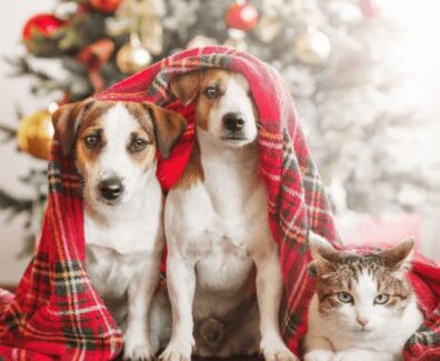 the-ultimutt-guide-to-pet-safe-christmas-decorations