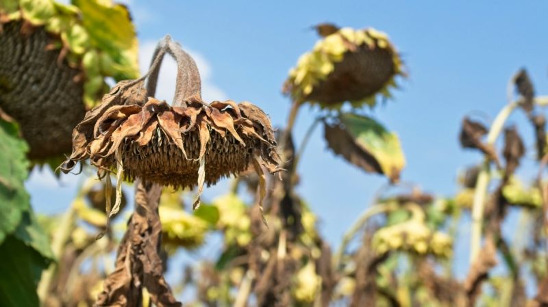 Σχεδόν 300 δισ. ευρώ ετησίως το κόστος των ξηρασιών στον κόσμο