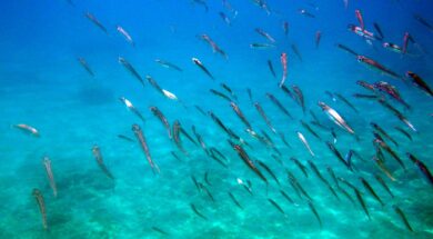 2steps.gr_sea_underwater_colors_varkiza_attica_001