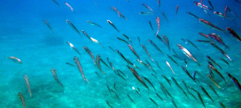 2steps.gr_sea_underwater_colors_varkiza_attica_001