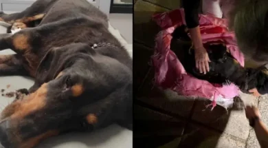 567567567567567567-thumb