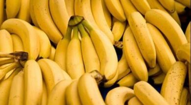 bananes2202-4_603_382_76