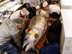 skynews_bluefin_tuna_japan_6792583-thumb