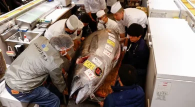 skynews_bluefin_tuna_japan_6792583-thumb
