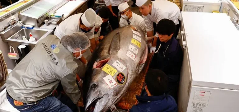 skynews_bluefin_tuna_japan_6792583-thumb